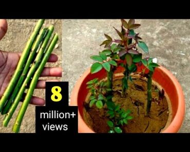 How To Grow Rose Plant From Cuttings | Grow Roses From Stem Cutting | Roses Cutting Idea