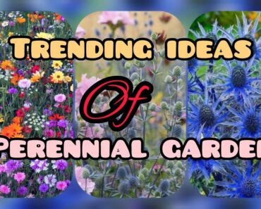 AMAZING PERENNIAL GARDEN IDEAS – FLOWER GARDEN | Garden Aesthetic