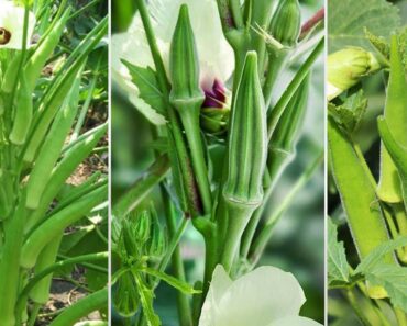 Growing Okra with seeds at home, extremely high yield for beginners