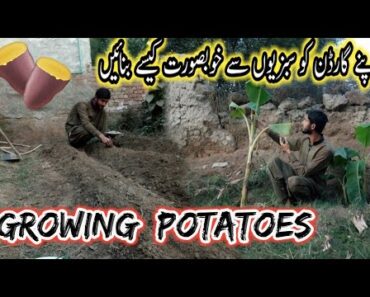 Best Ideas For Growing Potatoes | Home Vegetable Garden Ideas