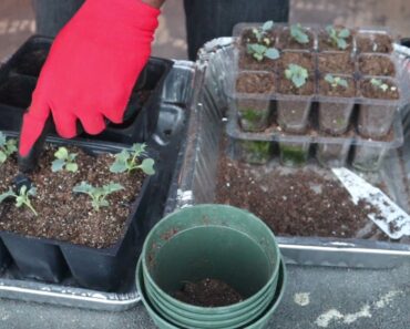 Beginner Tips – When & How to Transplant Indoor Seedlings into Larger Containers! Gardening Tips!