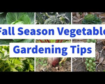 Fall Season Vegetable Gardening Tips