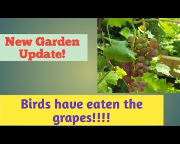 Beginner Gardener Update!//Grapes are Gone!!!