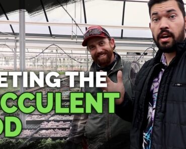 Secret Succulent Care Tips From a Master Succulent Grower