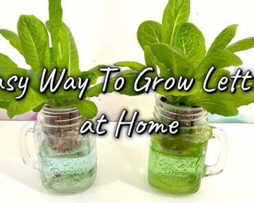 Easy Hydroponic Lettuce : Grow Lettuce from Seed to Harvest at Home using KRATKY Method