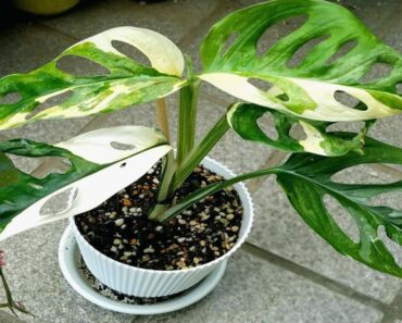 How to Grow Variegated Monstera From Cuttings | Growing Houseplants Indoors – Gardening Tips