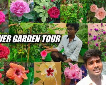 Maadi Thottam | Beautiful Flower Garden Tour | Tamil | Terrace Garden | ManiGarden | Vino Vibes
