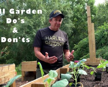 Fall Garden tips Do’s And Don’ts. Early fall vegetable planting still comes with challenges.