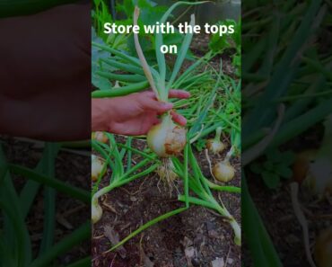 How to Cure Onions for Beginners! #shorts #grow #plants #garden