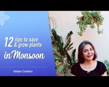 12 Tips to Save and Grow Plants in Monsoon / Rainy Season | बरसात में ध्यान रखने वाली 12 बातें