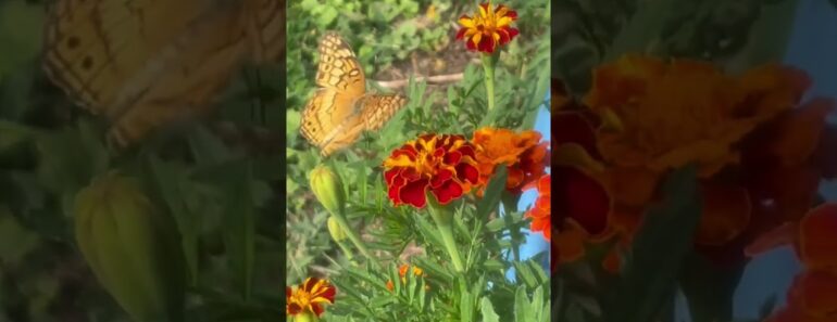 Butterfly's Pollinating Beautiful Marigold Flowers in my backyard garden #short #shorts