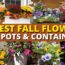 10 Best Fall Flowers for Pots and Containers 🍁🍃FALL GARDEN IDEAS 💕
