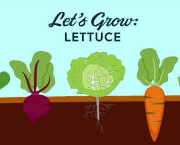 Let’s Grow Lettuce – Vegetable Gardening Tips