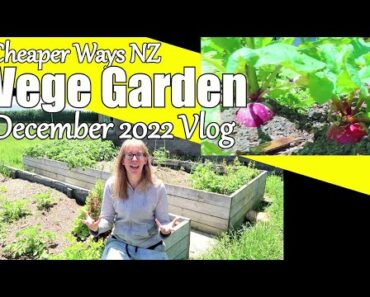 Vegetable Garden Vlog December 2022
