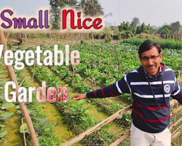 Visit to a small and Nice Vegetables garden