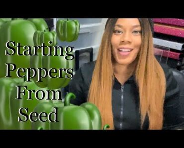 Starting  Peppers Seeds For Beginner Gardening 101 Spring Garden 2023