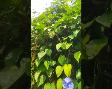 Plants growing tips for beginners | Beginners gardening tips in tamil | how to grow plants in tamil