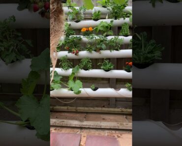 Cutting the roots in hydroponic gardening