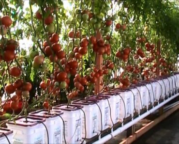 Dutch Bucket Hydroponic Tomatoes – Lessons Learned and a New Crop