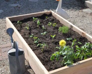 How to Plant a Vegetable Garden