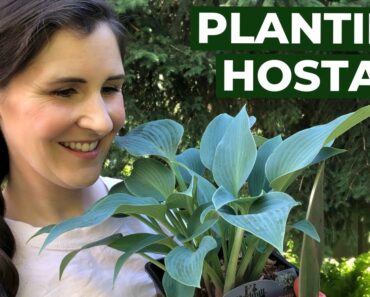 Planting Hostas 🌿 Beginner Gardening Tutorial