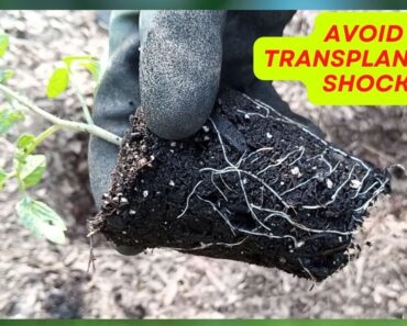 My Top 5 Secrets To Successful Transplanting Hydroponic Tomato To Soil Garden | DIY Hydroponics
