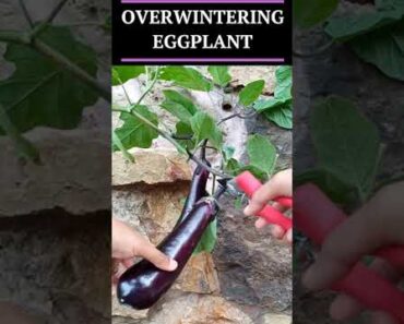 Why Overwinter Eggplant? #shorts #eggplant #hydroponics #gardening