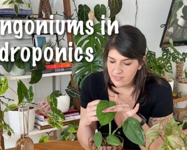 How to grow Syngoniums in passive hydroponics, care tips, problems, & a tour of my plants!