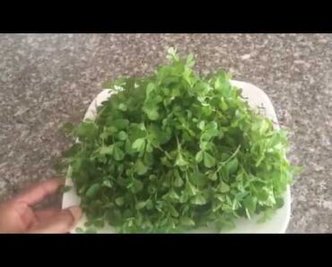 How to grow methi spinach for garden beginners?