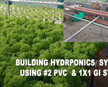 Tips – Paano Makatipid sa Pagtaniman ng Lettuce in  Hydroponic Farming at Home –  PVC Pipe Farm