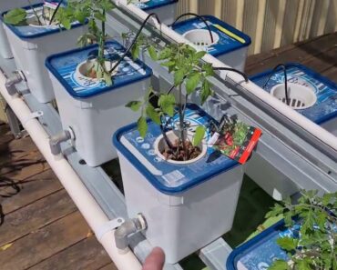 DIY separating  solar panels  for extra power hydroponic garden