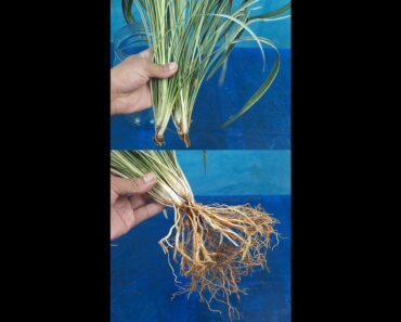 How to grow spider plant in water / Hydroponic method#Shorts