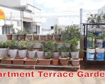 Terrace Gardening ideas in Telugu for Beginners | Apartment terrace garden 2019