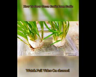 DIY Hydroponic Garden|How To Grow Garlic In Water Within 20 Days #youtubeshorts #shorts