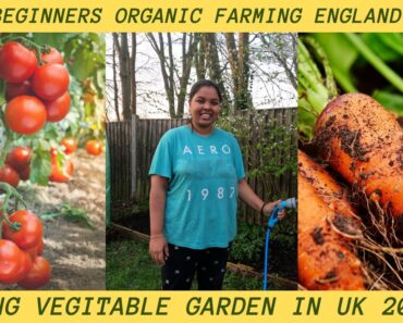 Making Indian Vegetables In UK 2022 |Summer Home Gardening |Beginners Organic Farming England |