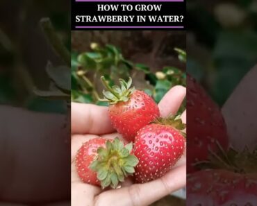 Growing Strawberry Without Soil. #strawberries #shorts #hydroponics