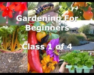Gardening For Beginners, Class 1 of 4