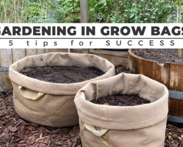 Gardening in GROW BAGS: 5 Tips for SUCCESS