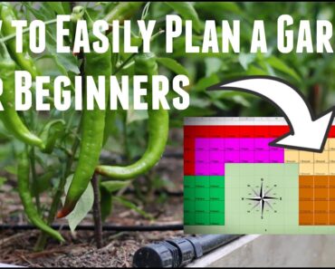 How To Plan A Vegetable Garden  – Layout, Schedule & Calendar – Ultimate Guide When to Start Seeds