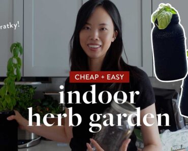 How to Make an Indoor Herb Garden Using Kratky Mason Jars (cheap + easy hydroponics)