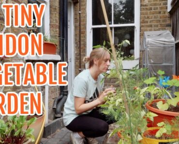 MY TINY LONDON VEGETABLE GARDEN / AUGUST 2022 / EMMA’S ALLOTMENT DIARIES