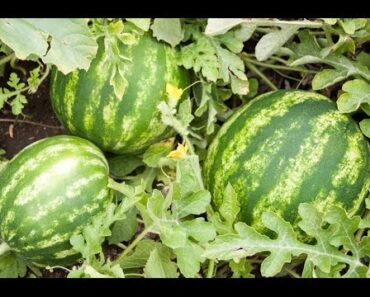 How to Grow Watermelons – Complete Growing Guide