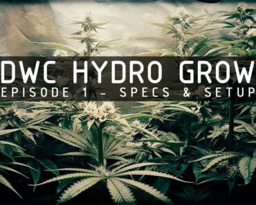 DWC Hydroponic Cannabis Grow Ep 1. System Specs & Setup
