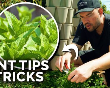How to Grow TONS of Mint (And Not Let it Take Over)