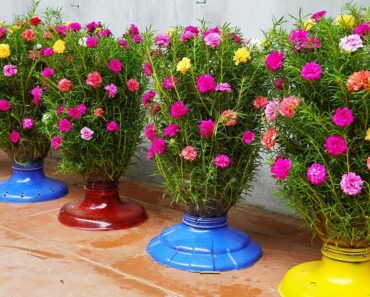 Beautiful Flower Garden, How To Make Beautiful Flower Pots From Plastic Bottles For The Garden