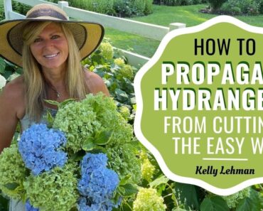 How To Propagate Hydrangeas From Cuttings the Easy Way