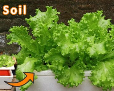 [ No soil ] How to grow lettuce in water with Styrofoam containers at home