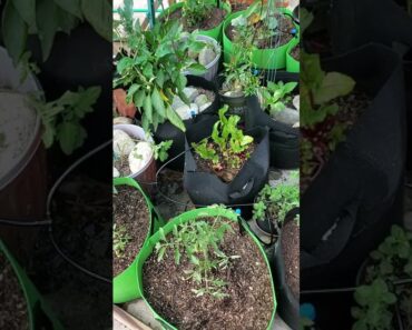 HOW to START a Vegetable Garden | Gardening Tips 3
