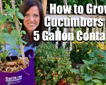 How to Grow Cucumbers in a 5 gallon Container, DIY Trellis/ Container Garden Series #3 🥒👩🏻‍🌾🥒