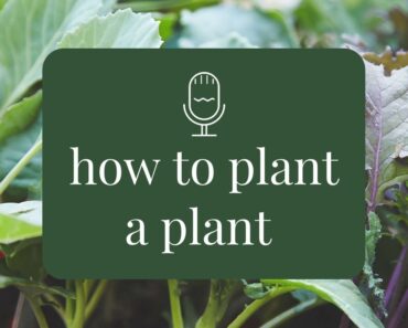 How to plant a plant – beginner gardening advice – Rooting for You Podcast Season 1 Episode 1